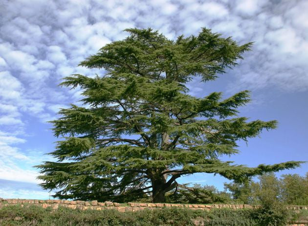 Essential Oil - Cedar-1