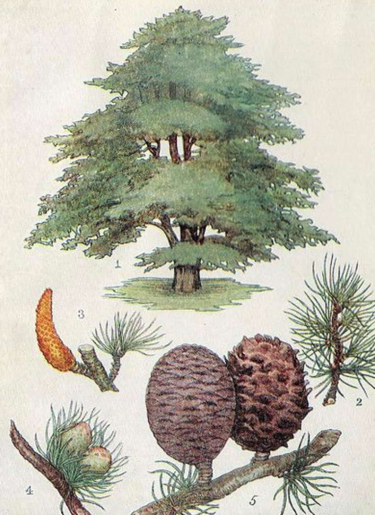 Essential Oil - Cedar-2